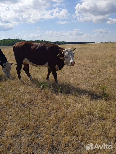 Бык, нетели