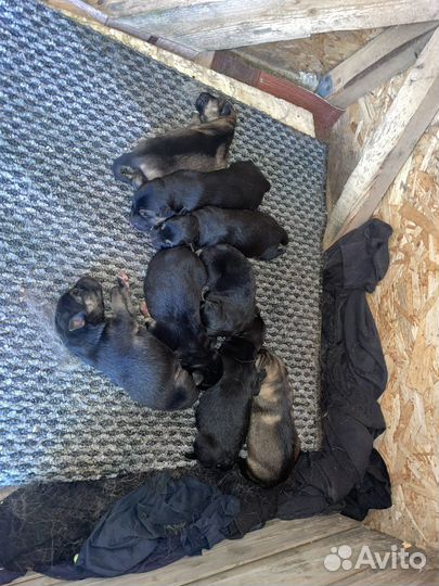 Щенки немецкой овчарки