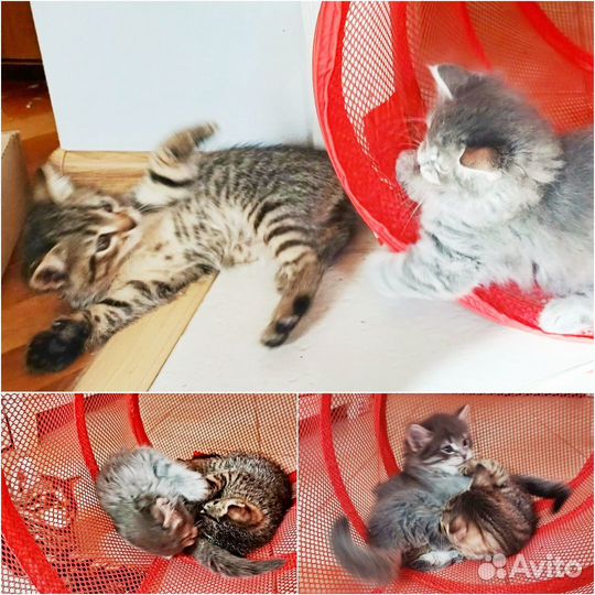 Котята в самые хорошие руки