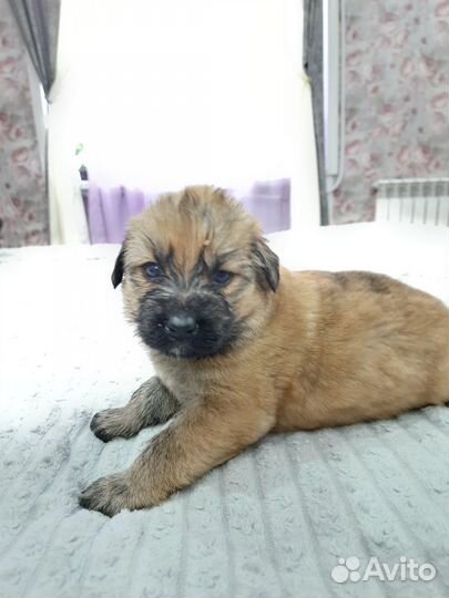 Щенки метисы немецкой овчарки