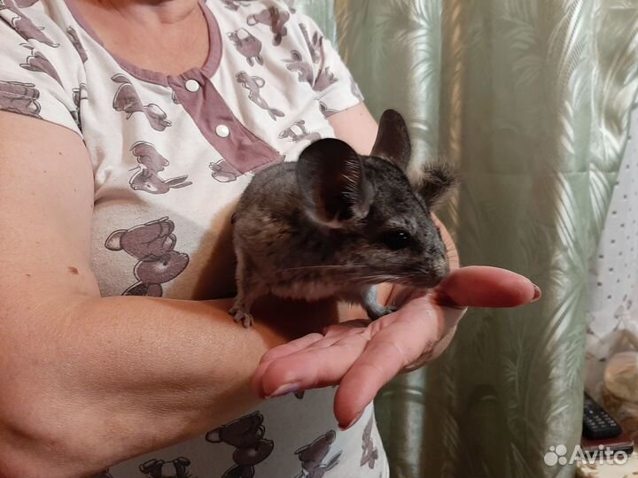 Шиншиллы для дома