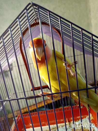 Попугай неразлучники с клеткой
