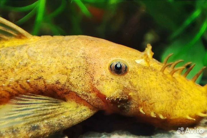 Аквариумные рыбки растения