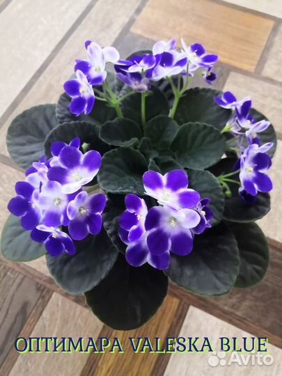 Сортовые фиалки цветущие