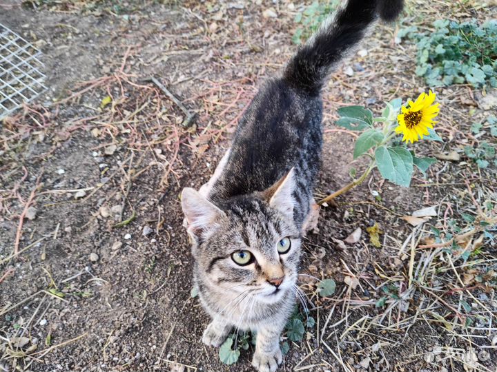 Котик в добрые руки