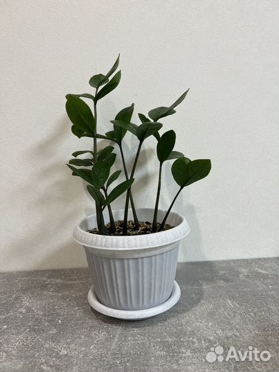 Замиокулькас