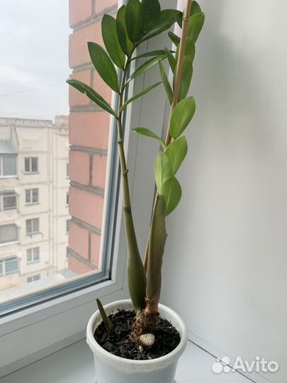 Комнатные цветы