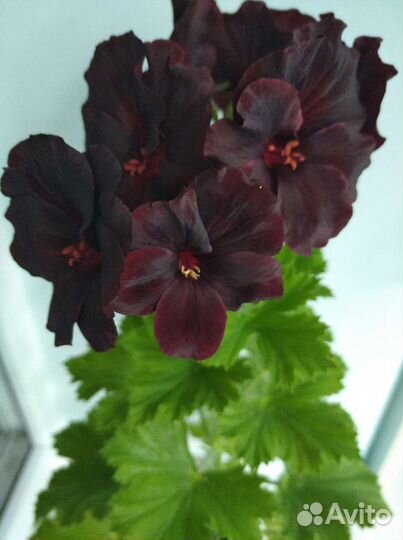 Пеларгония герань