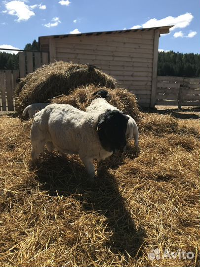 Баранчики Дорпер на племя