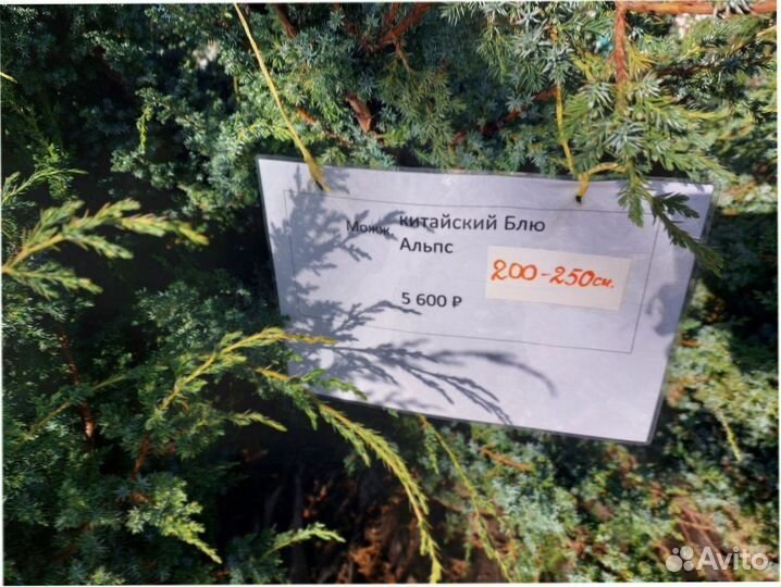 Туи 100-140 смарагд сосна ель кедр можжевельник