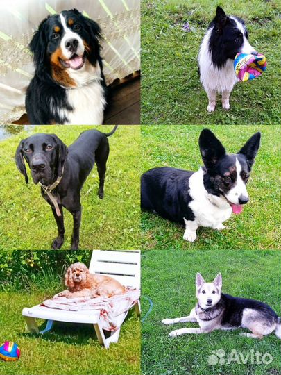 Передержка средн. и крупных собак(условия курорта)