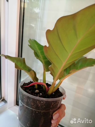 Филодендрон серратум оранж