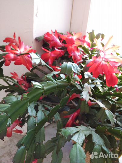 Декабрист праздничный