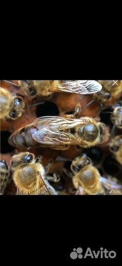 Маточники матки