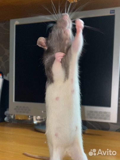 Декоративная крыса