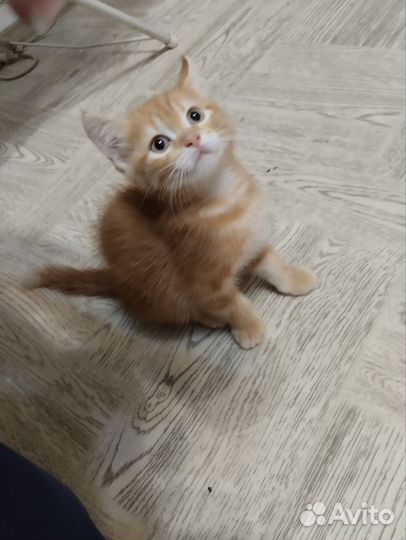 Котенок в добрые руки