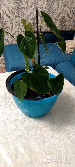 Комнатные цветы антуриум