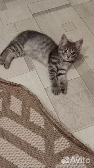 Персидский кот