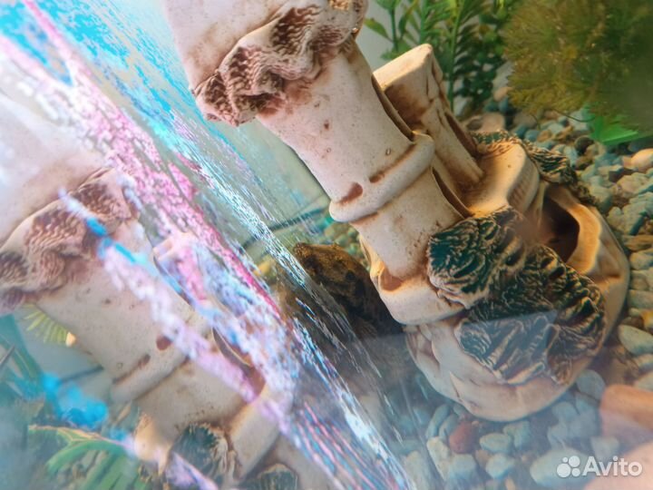 Аквариум с рыбками