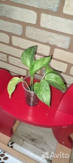 Сциндапсус марбл квин