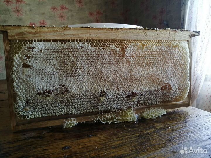 Мёд урожай 2023г