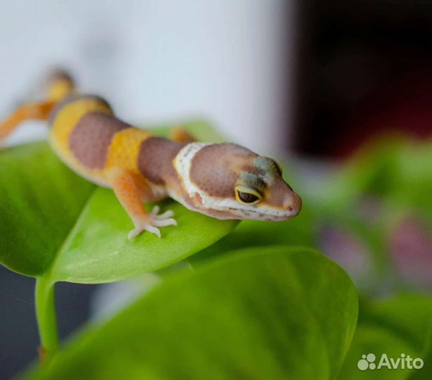 Маленькие эублефары