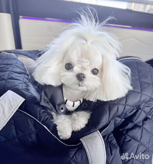 Мальтезе мини вязка