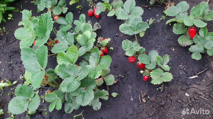 Кабрило сорт клубники