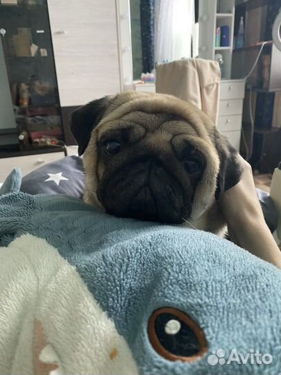 Мопс вязка мальчик