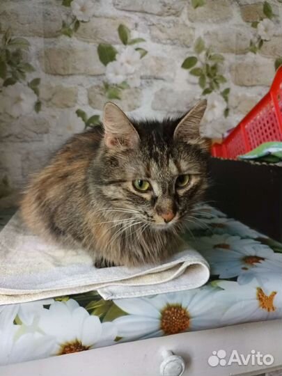 Кошка в добрые руки
