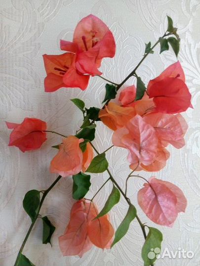 Экзотическая бугенвиллия пестролистная