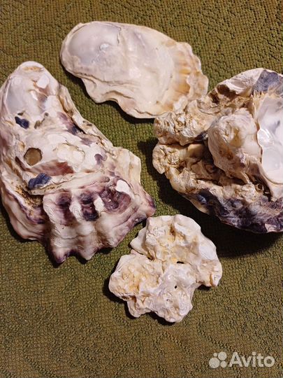 Раковины Северного моря