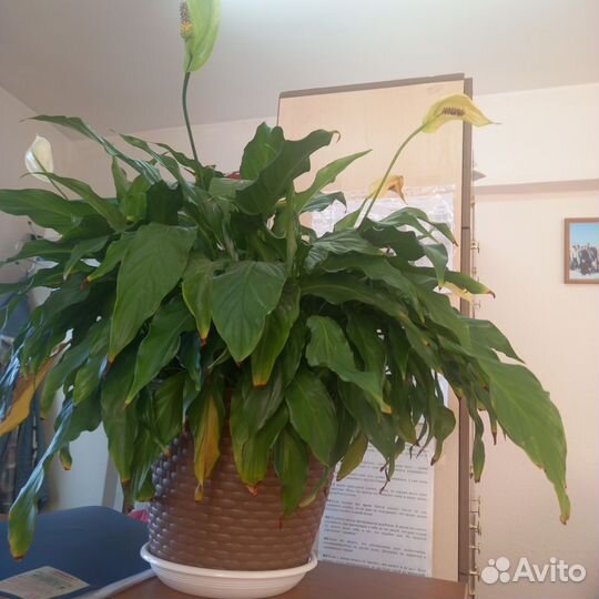 Спатифиллум