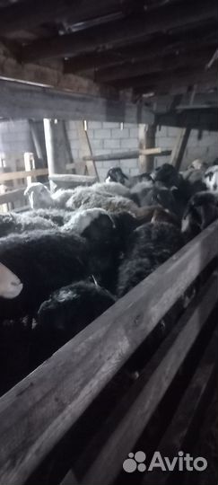 Бараны и овцы