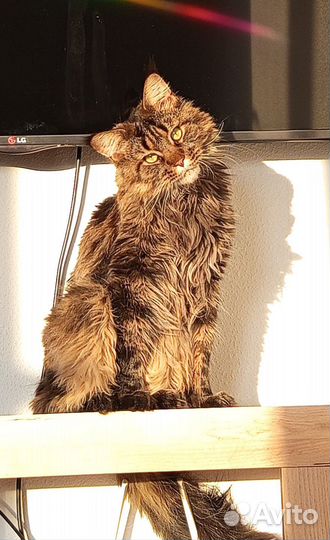 Кот мейн-кун