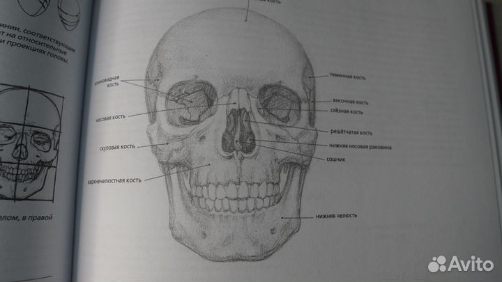 Анатомия для художников. Чиварди Джованни