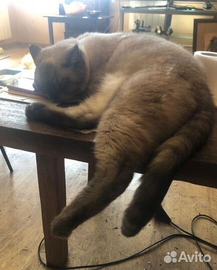 Кот ищет дом