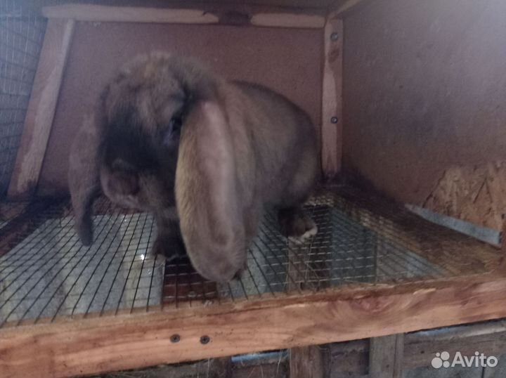 Кролики мясных пород
