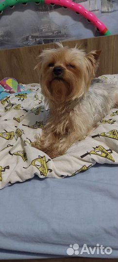 Йоркширский терьер вязка мальчик