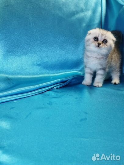 Шотландские котята. Фолд и Страйт