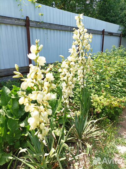 Гибискус сирийский фиолетовый