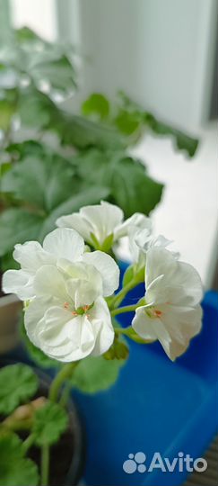 Цветы комнатные, герань шбелая
