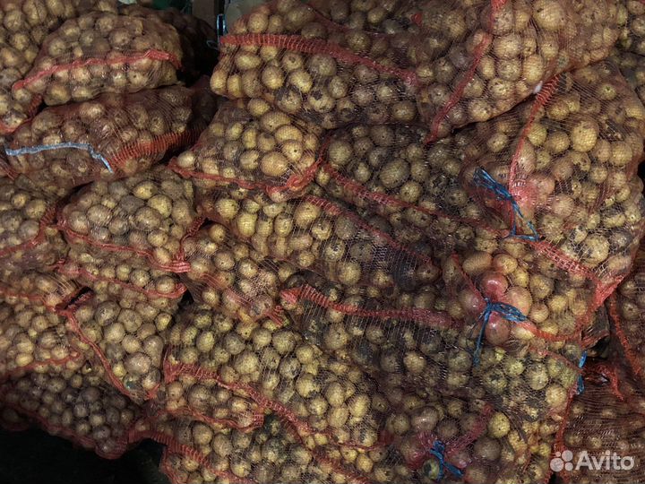 Картофель Гала крупный