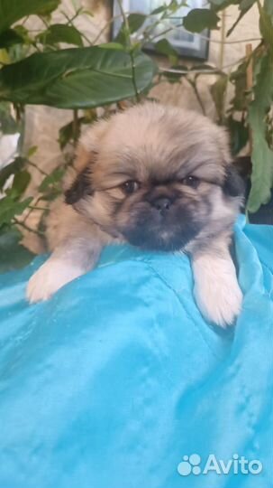 Щенки пекинеса