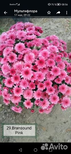 Хризантема мультифлора