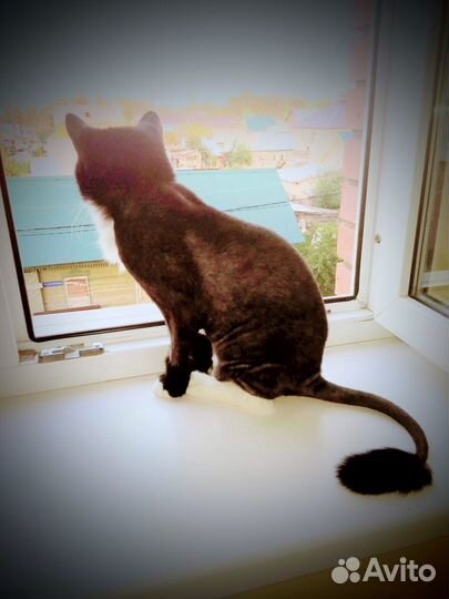 Стрижка котов и кошек+ стрижка когтей