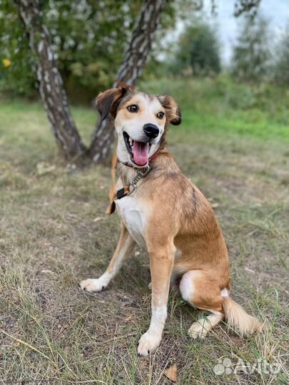 Маленькая собака выживает в приюте