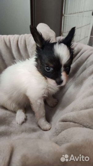 Щенки Папийоны