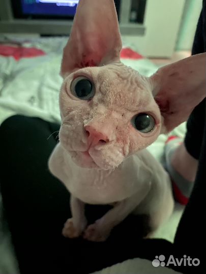 Канадский сфинкс