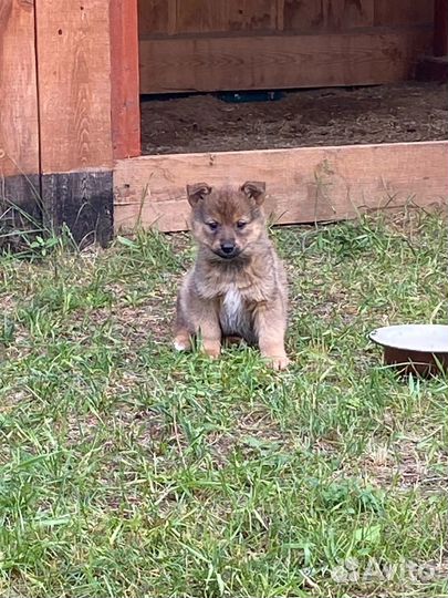 Выгул собак